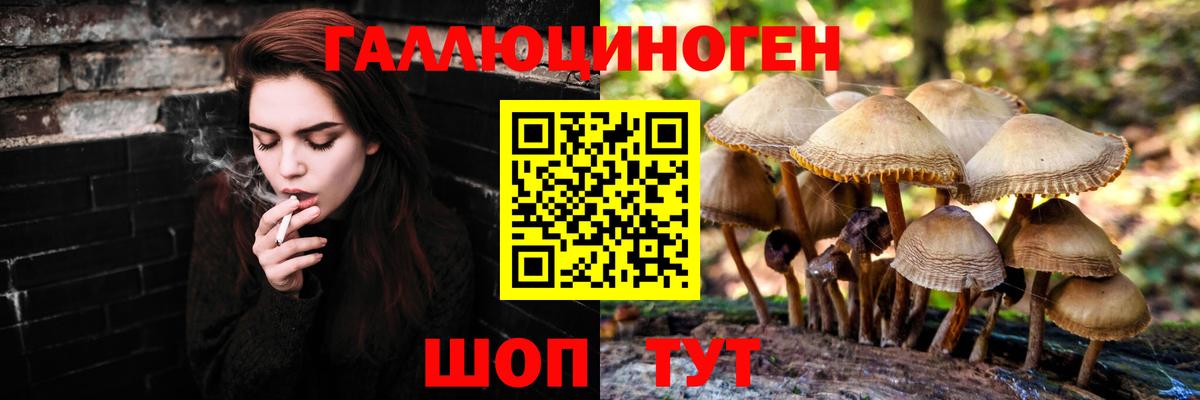 Псилоцибиновые грибы Psilocybe Майский